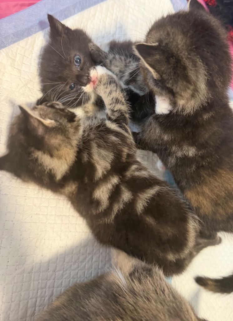 Kittens available 