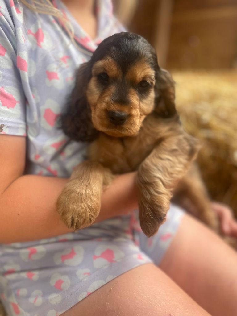 cocker spaniels 