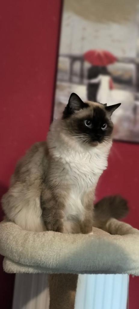 Ragdoll boy