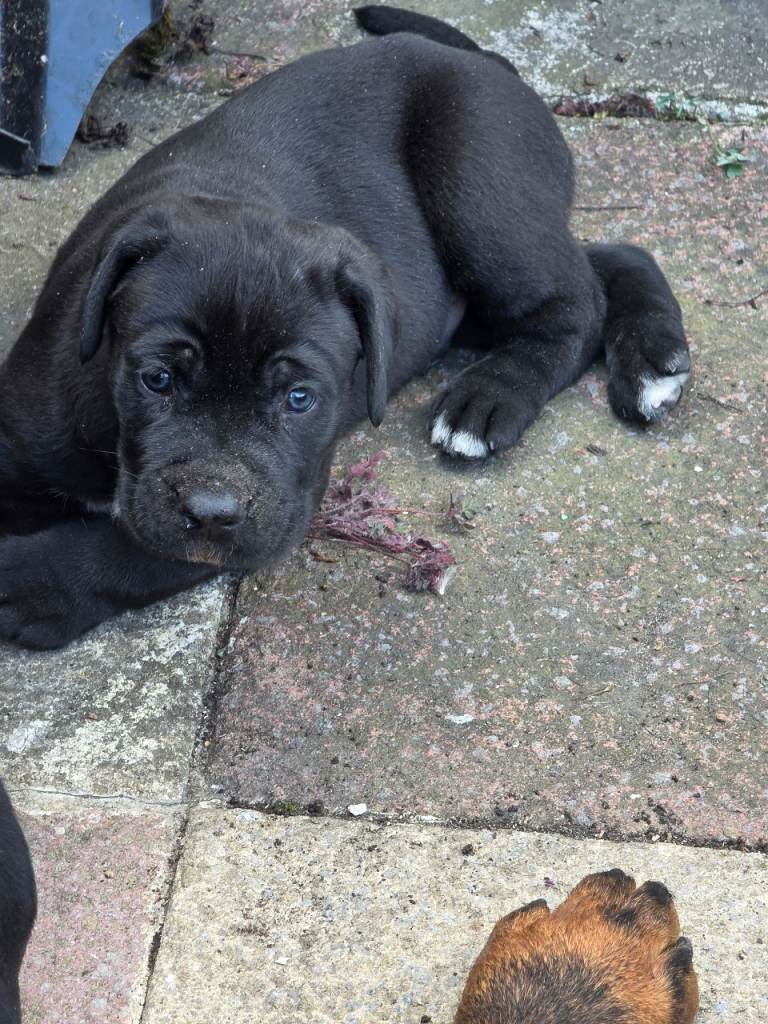 Big chunky male cane corso 