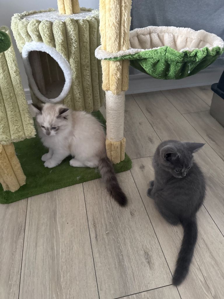 Ragdoll Male Kitten 14 week old 
