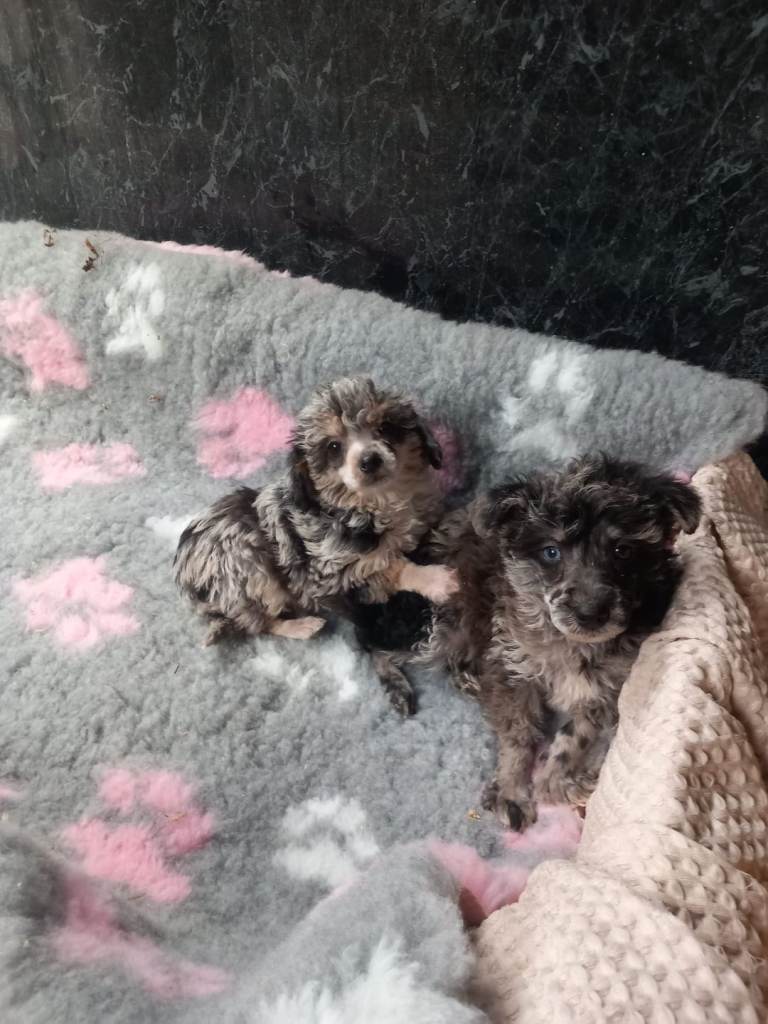 Gorgeous Poodles for sale