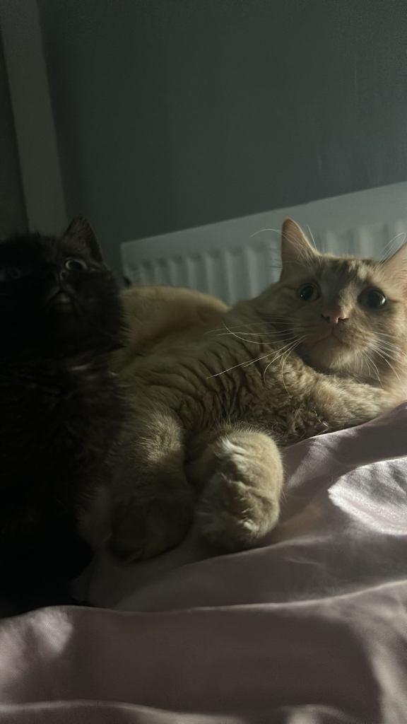 Black male kitten for sale 