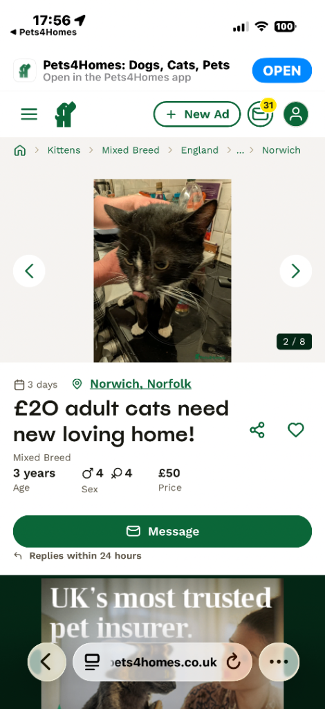 Adult cats for rehome 
