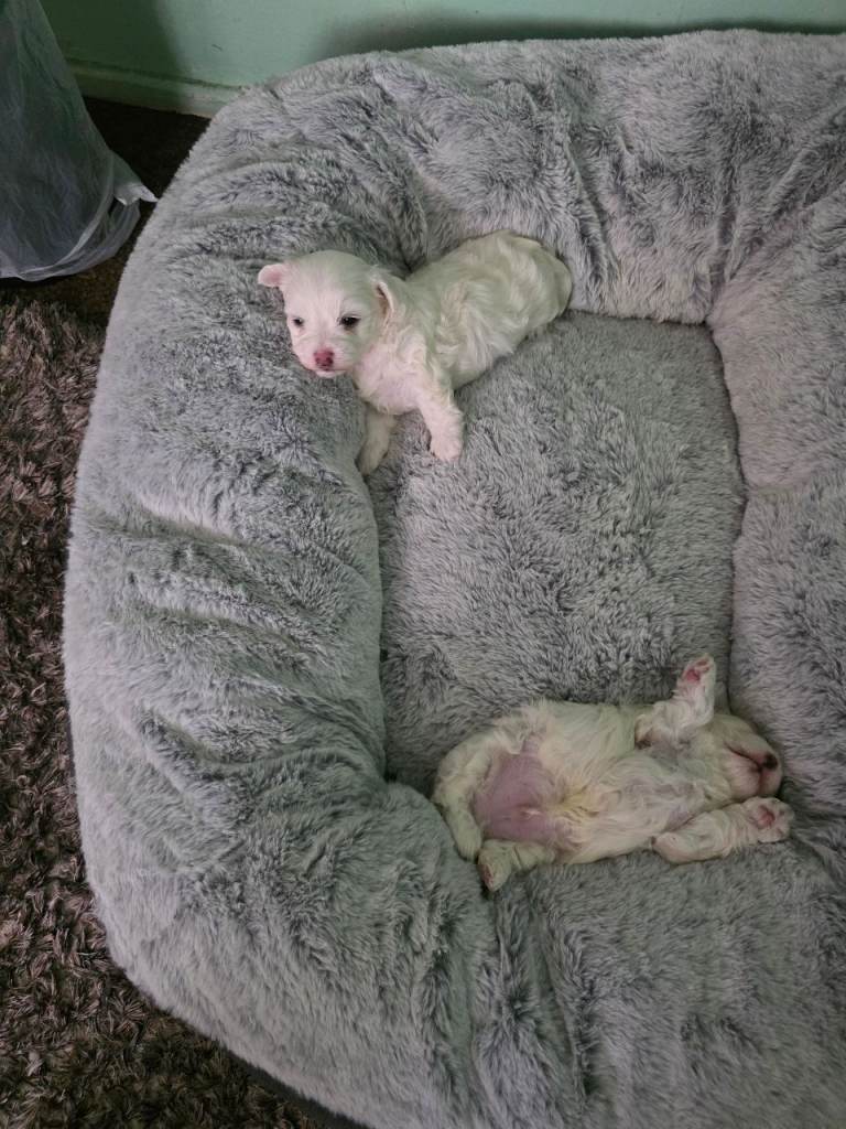 Small bichons puppy's for sale