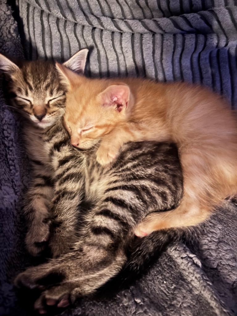 Gorgeous playful kittens ready to be homed 