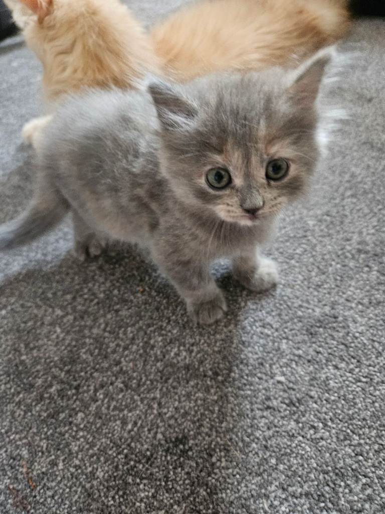 Last gorgeous persian mix kitten left