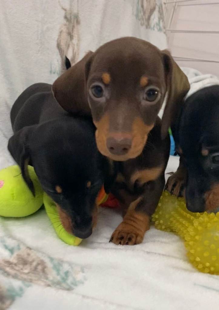 Miniature Dachshund Puppies