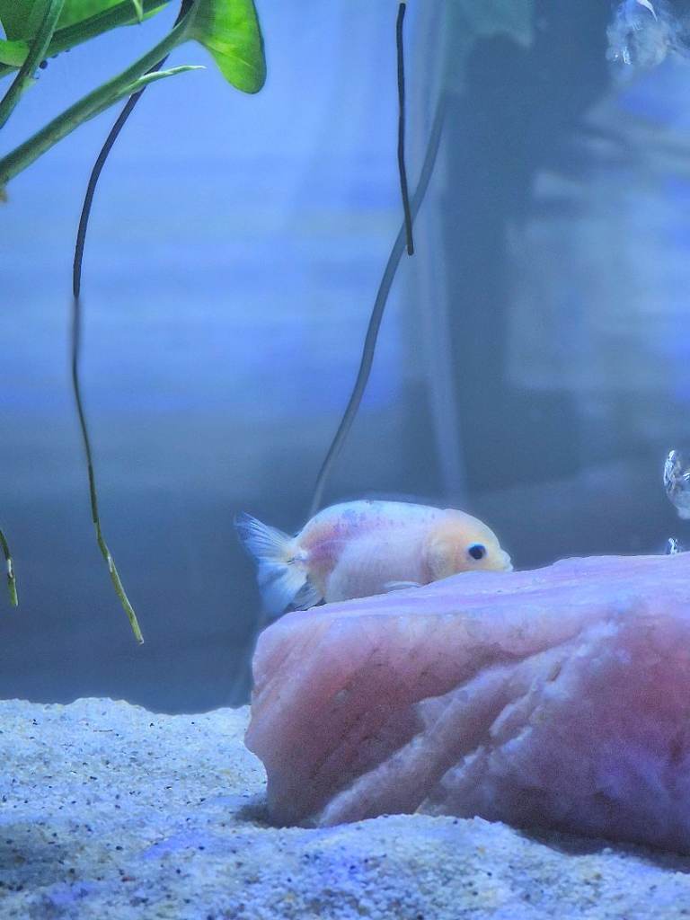 Ranchu Goldfish