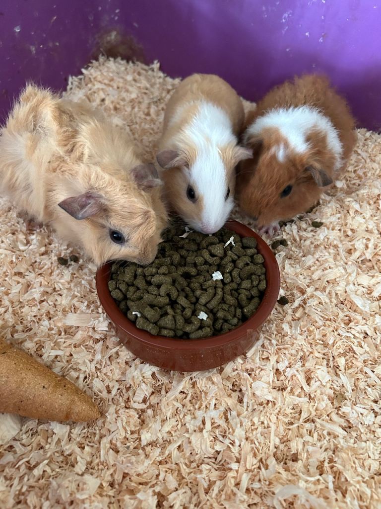 Baby guinea pigs