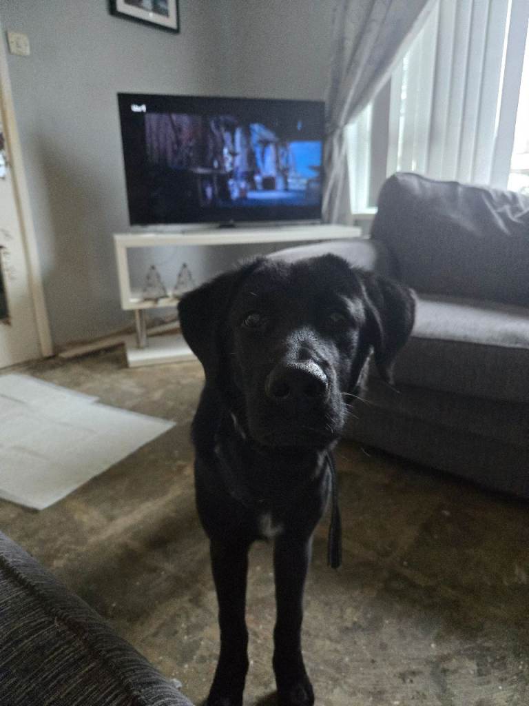 American Akita/ Golden Laberdoodle