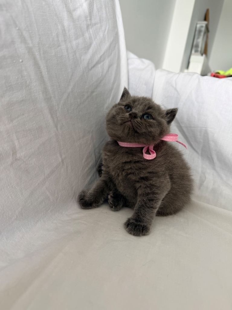 British shorthire 