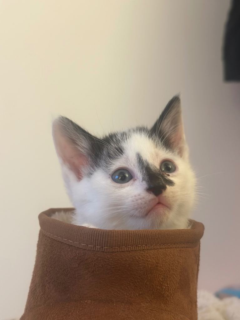 Beautiful Kittens - ready now