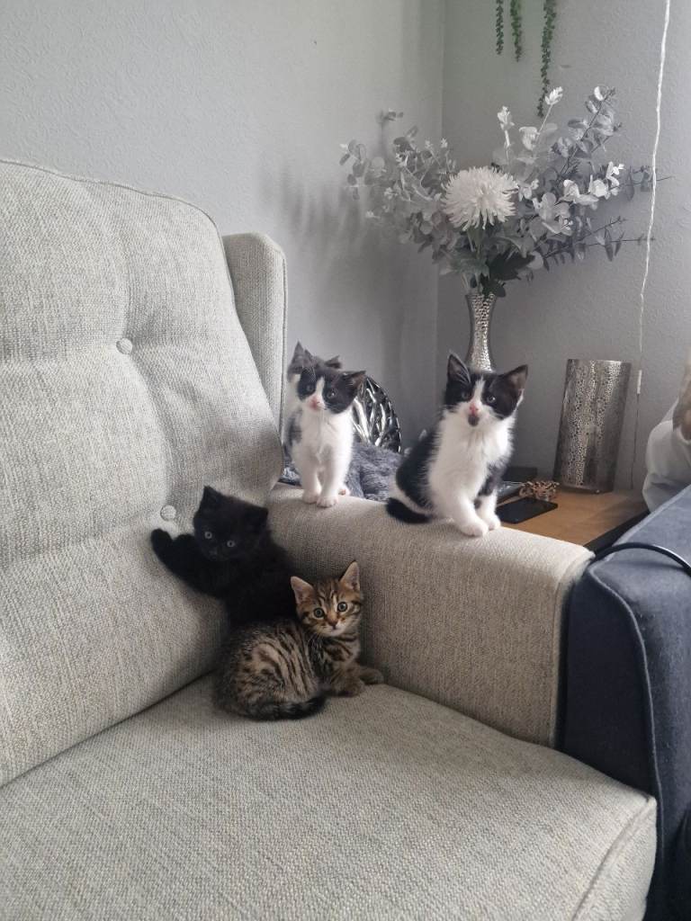 5 kittens 😸 