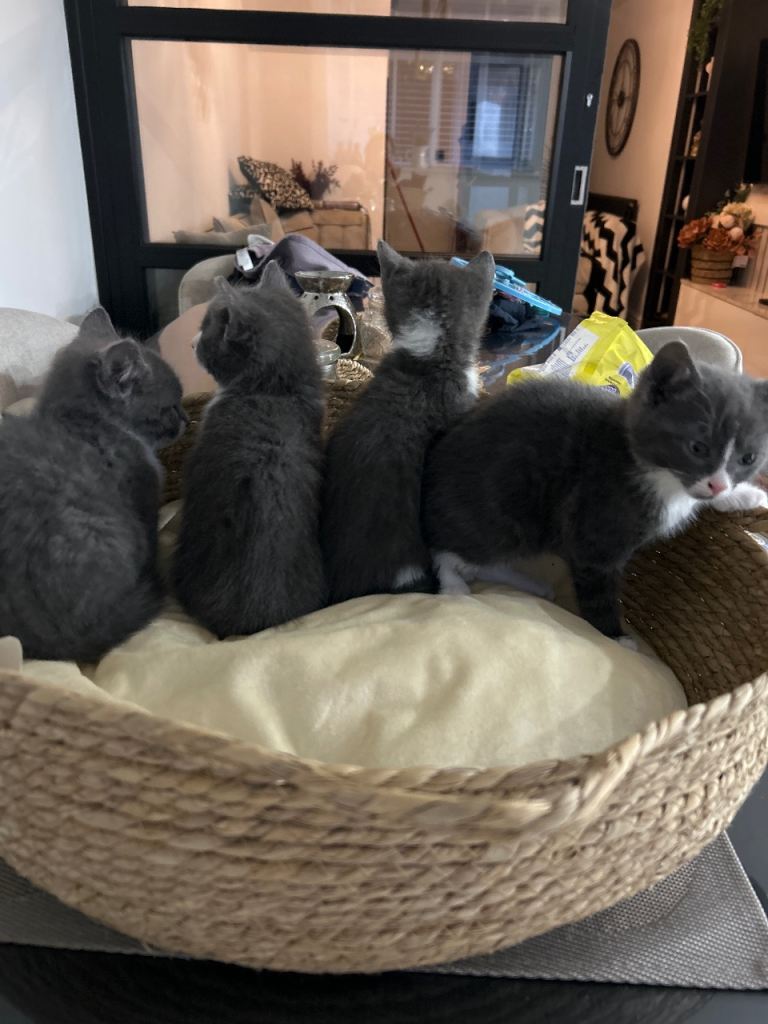 Kittens