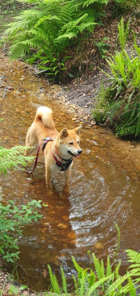 Shiba inu - Beautiful 4-Year-Old female 