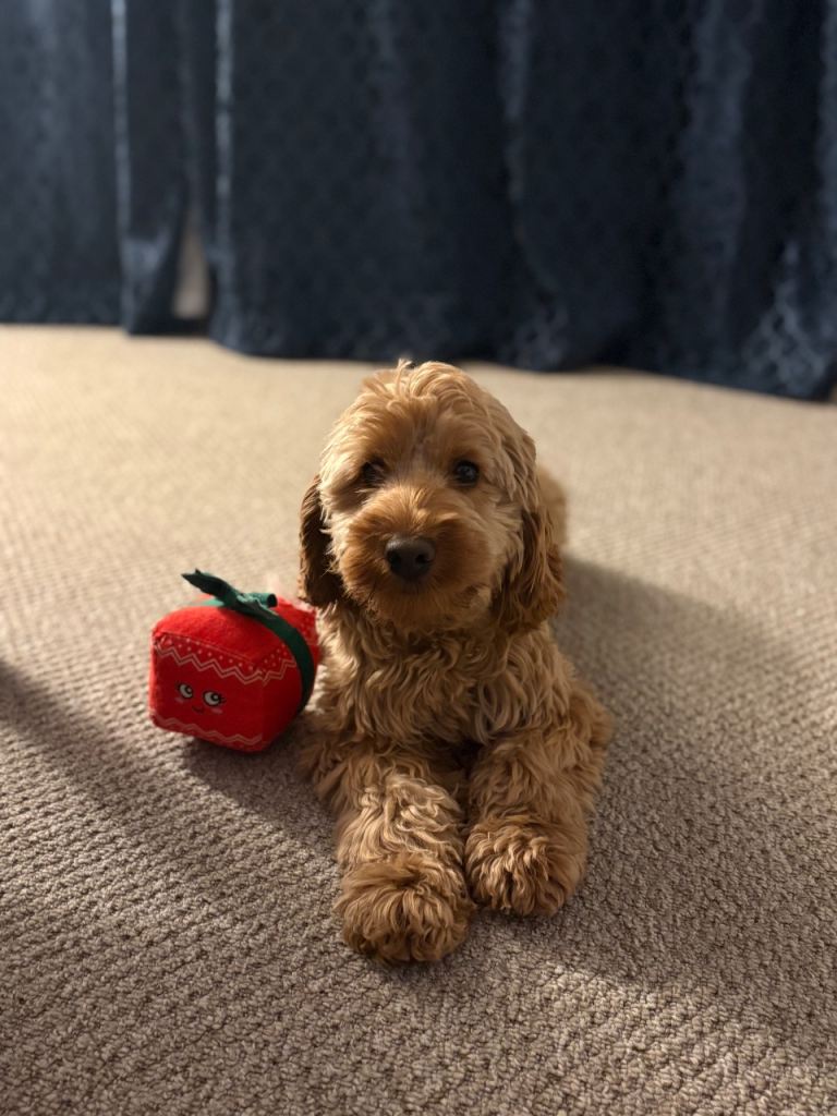 F1B cockapoo puppies 