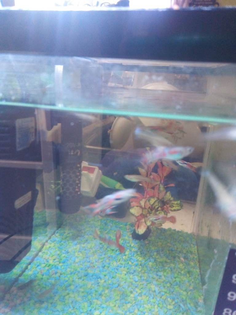 Tropical guppies