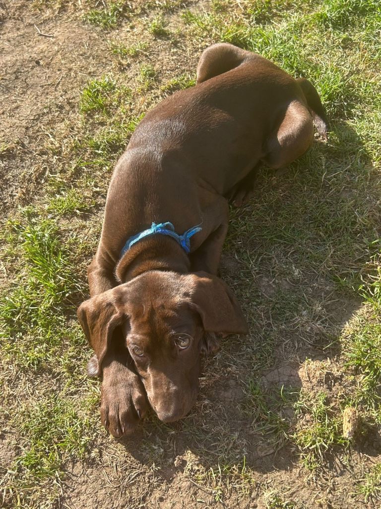 Beautiful, healthy, bouncy German Shorthaired Pointer