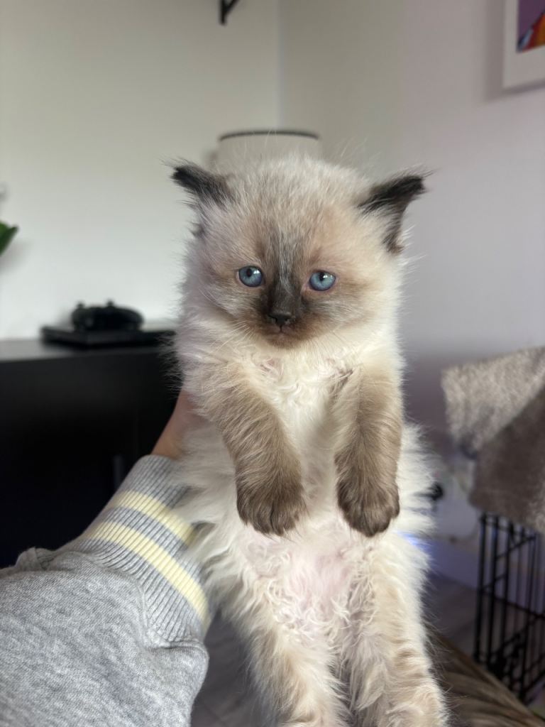 Ragdoll kittens for sale