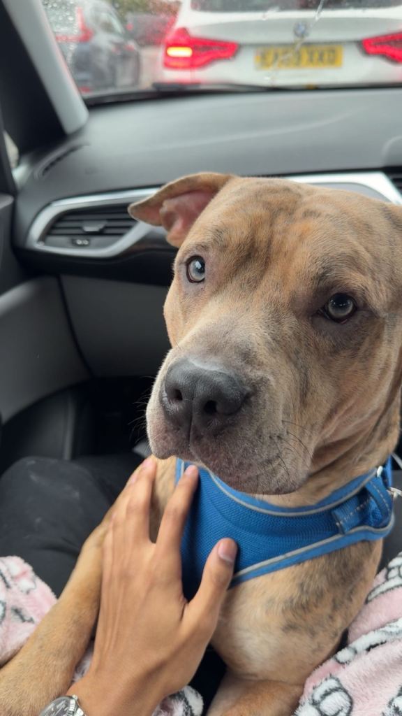 1 year old Merle boy Staf x Mastiff for sale 