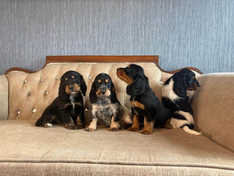 Show Type Cocker Spaniel Puppies