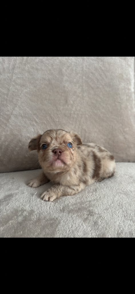 Fluffy frenchie puppies for sale 