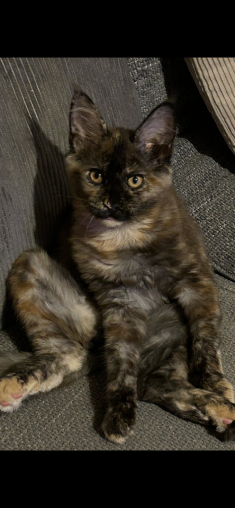 mainecoon kitten 
