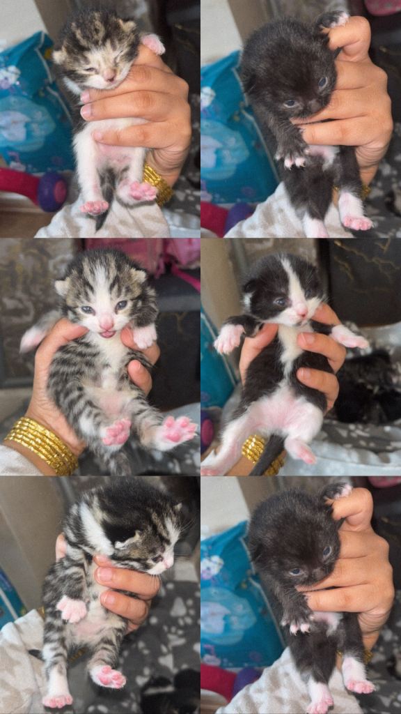 Domestic ShortHair Kittens 
