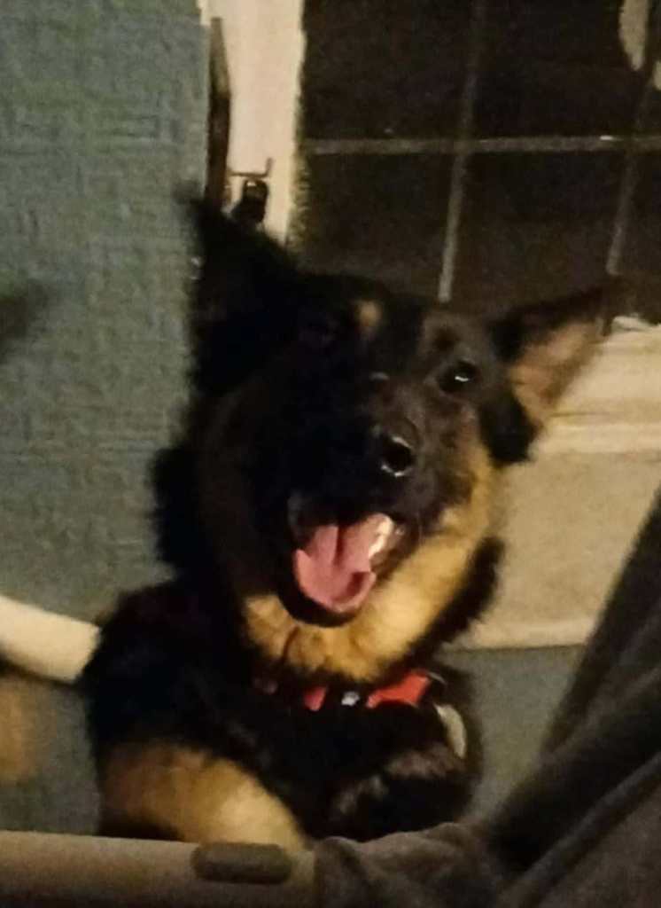 Dogs for sale german Shepherd good home only 