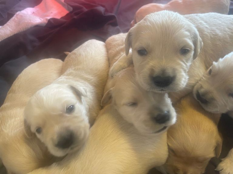 Golden retriever pups