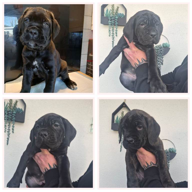 ***REDUCED*** Cane Corso pups 