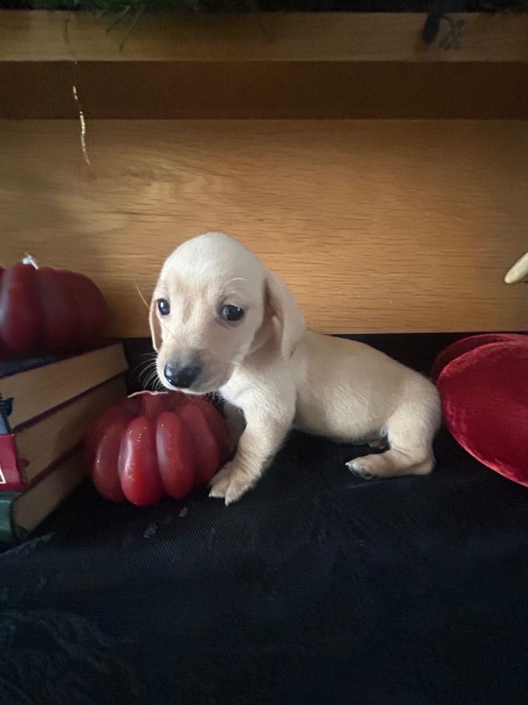 5 beautiful miniature Dachshund puppies