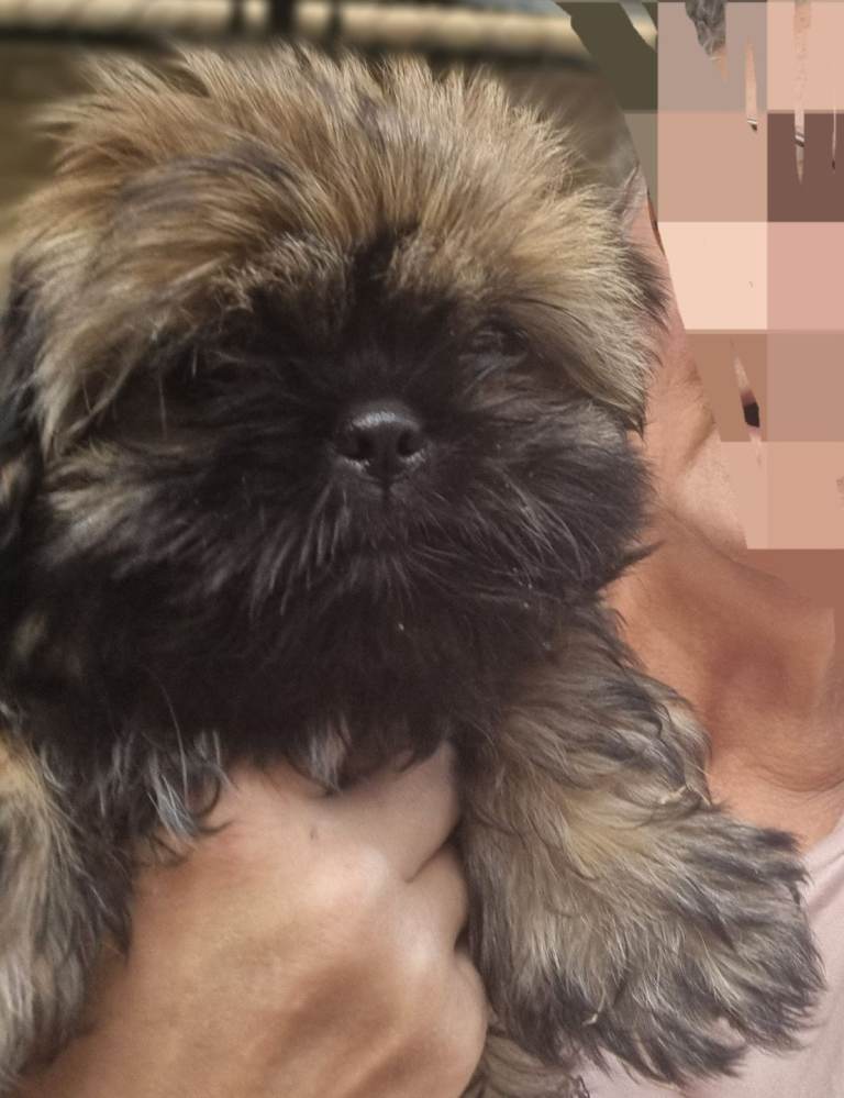 Shihtzu puppies for sale.