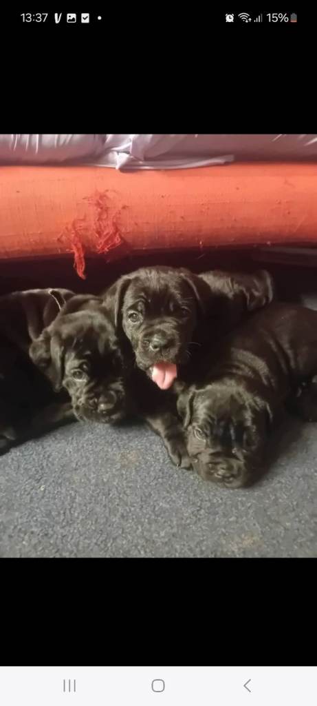 Cane corso puppies 