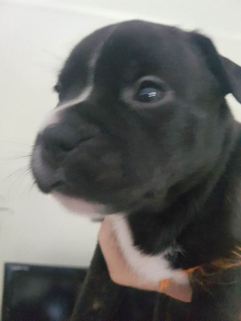 Staffordshire Puppies 1 boy and 1 girl left