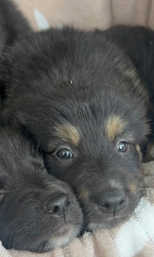 Collie cross Tibetan mastiff 