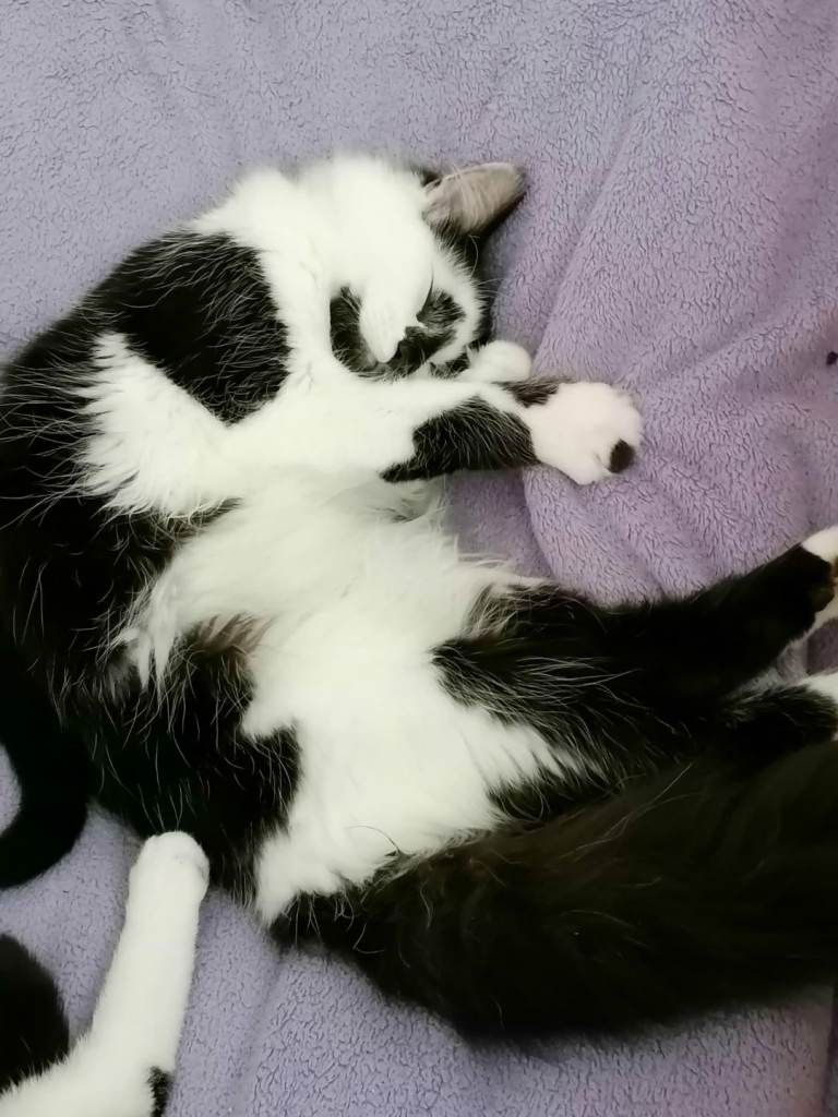 Cat for rehoming 
