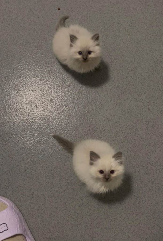 Ragdoll kittens (1 girl and 1 boy left)