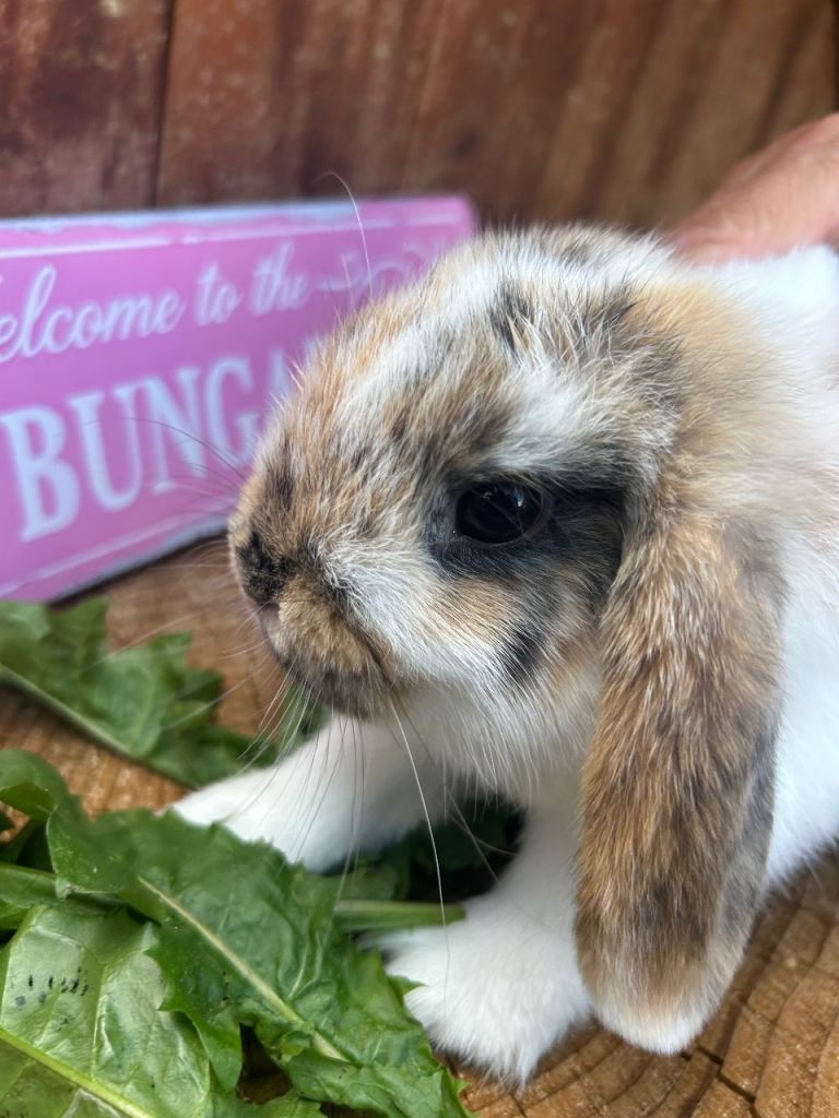 Pure bred Mini lops a boy and 2 girls left