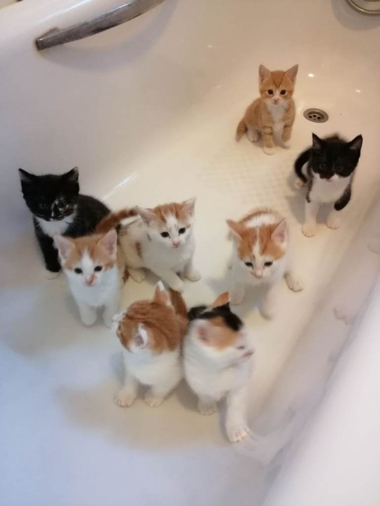 8 Beautiful Kittens for Sale