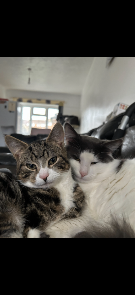 Urgent rehoming 