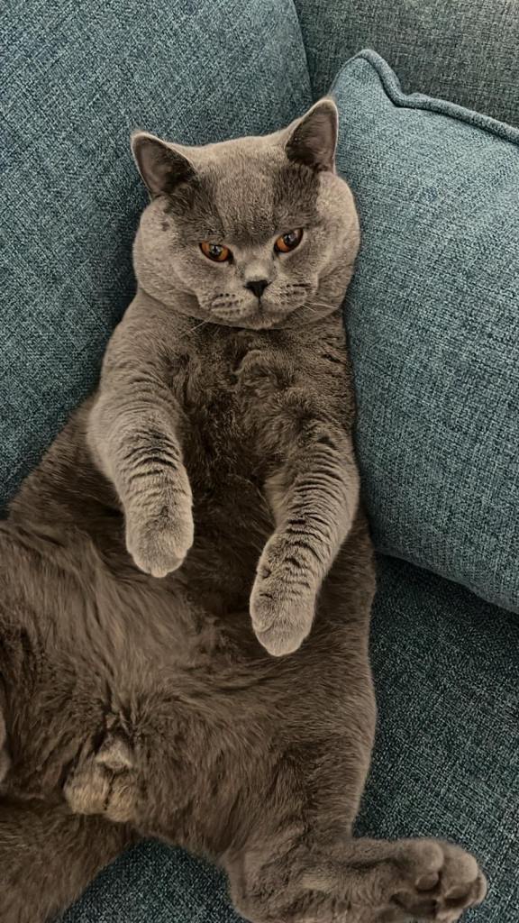 Lovely British Shorthair for Sale 