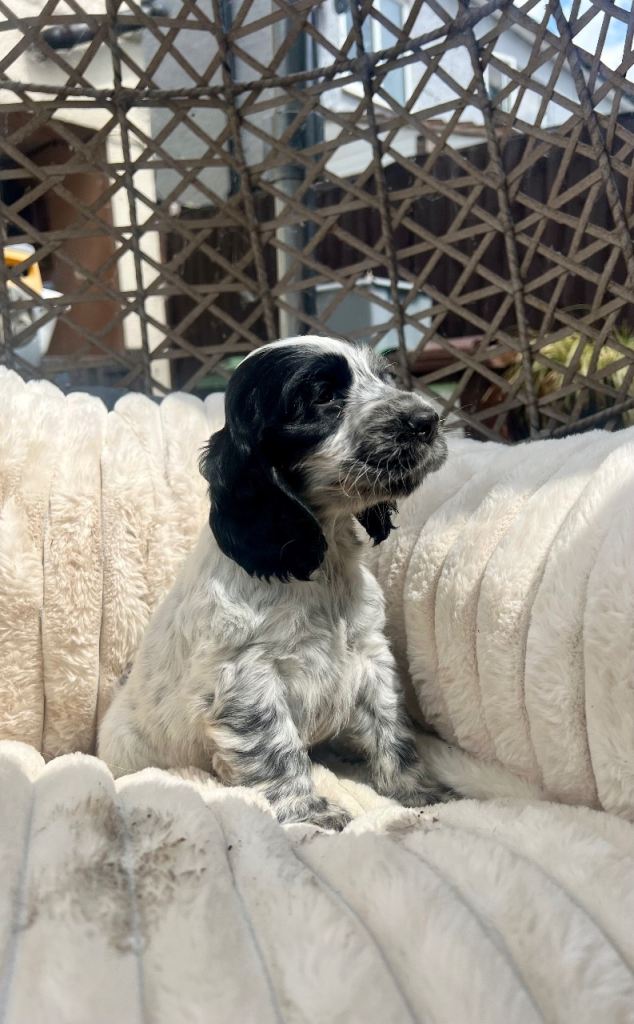 Show Cocker Spaniel Puppies
