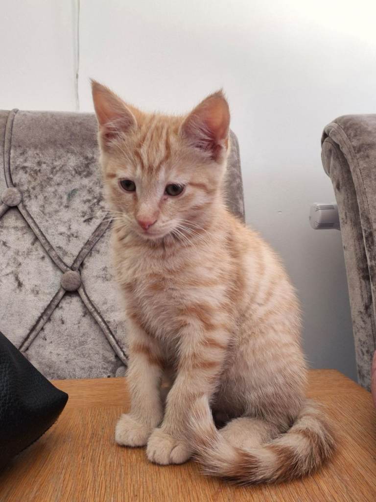 1 ginger kitten