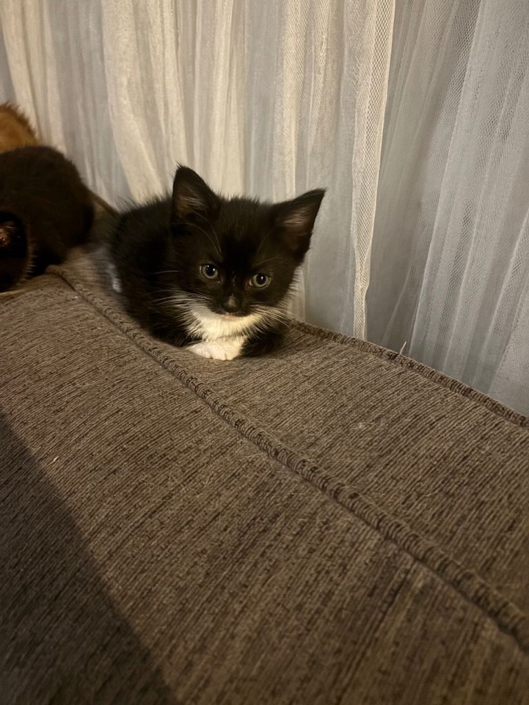 Adorable tuxedo kittens ready now 