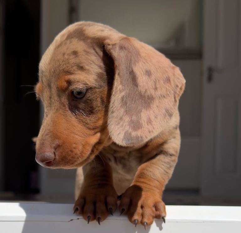 Miniature dachshund boy 