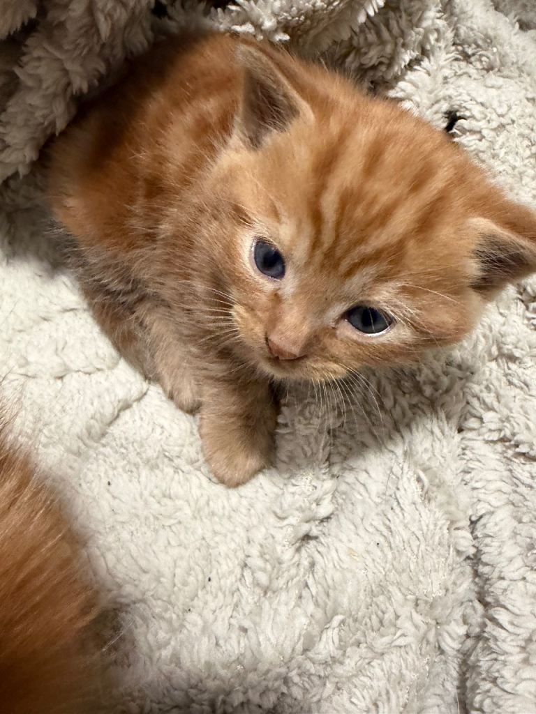mainecoon cross kitten