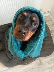 Female rottweiler 