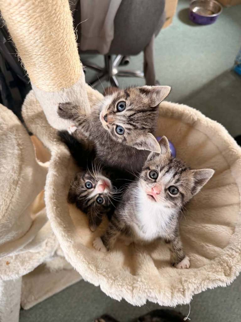 X3 Boy kittens
